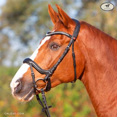 Kieffer - snaffle bridle ULTRA SOFT AMY CALEVO.com Shop