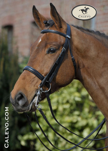 Stubben - double bridle 1000 CALEVO.com Shop