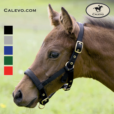 Kieffer - nylon head collar for foal, soft padded CALEVO.com Shop