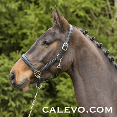 Kieffer - leather stable halter ULTRA SOFT CALEVO.com Shop