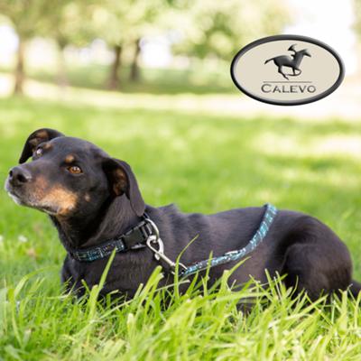 Eskadron - SET Hundehalsband + Leine CHECK - CLASSIC SPORTS CALEVO.com Shop